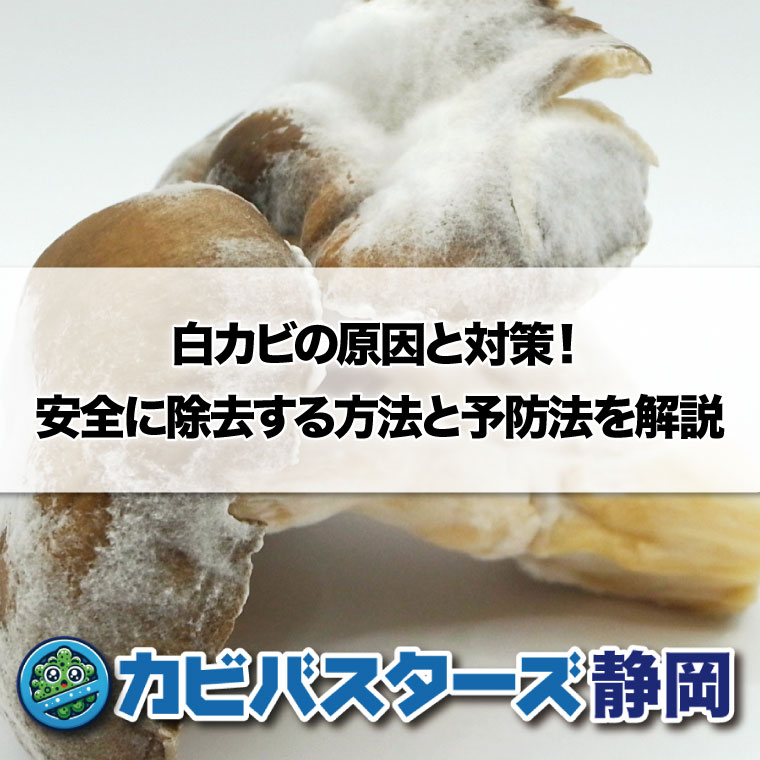 白カビの原因と対策!安全に除去する方法と予防法を解説│カビ取り・カビ対策専門業者のカビバスターズ静岡